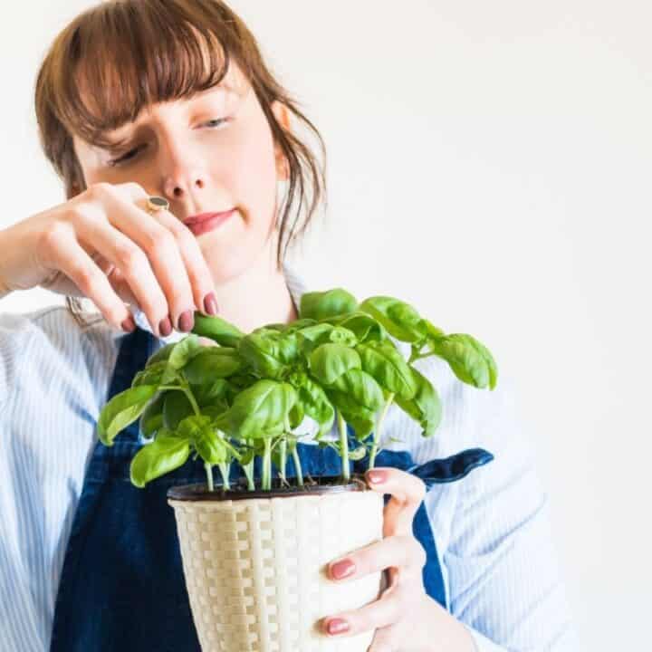 A person in a striped shirt and apron tends to a basil plant in a white pot against a plain background.