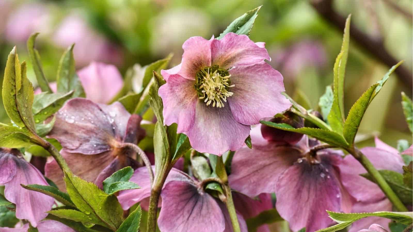 Close-up of several pink hellebore flowers with green leaves, some petals showing water droplets. The background is softly blurred.