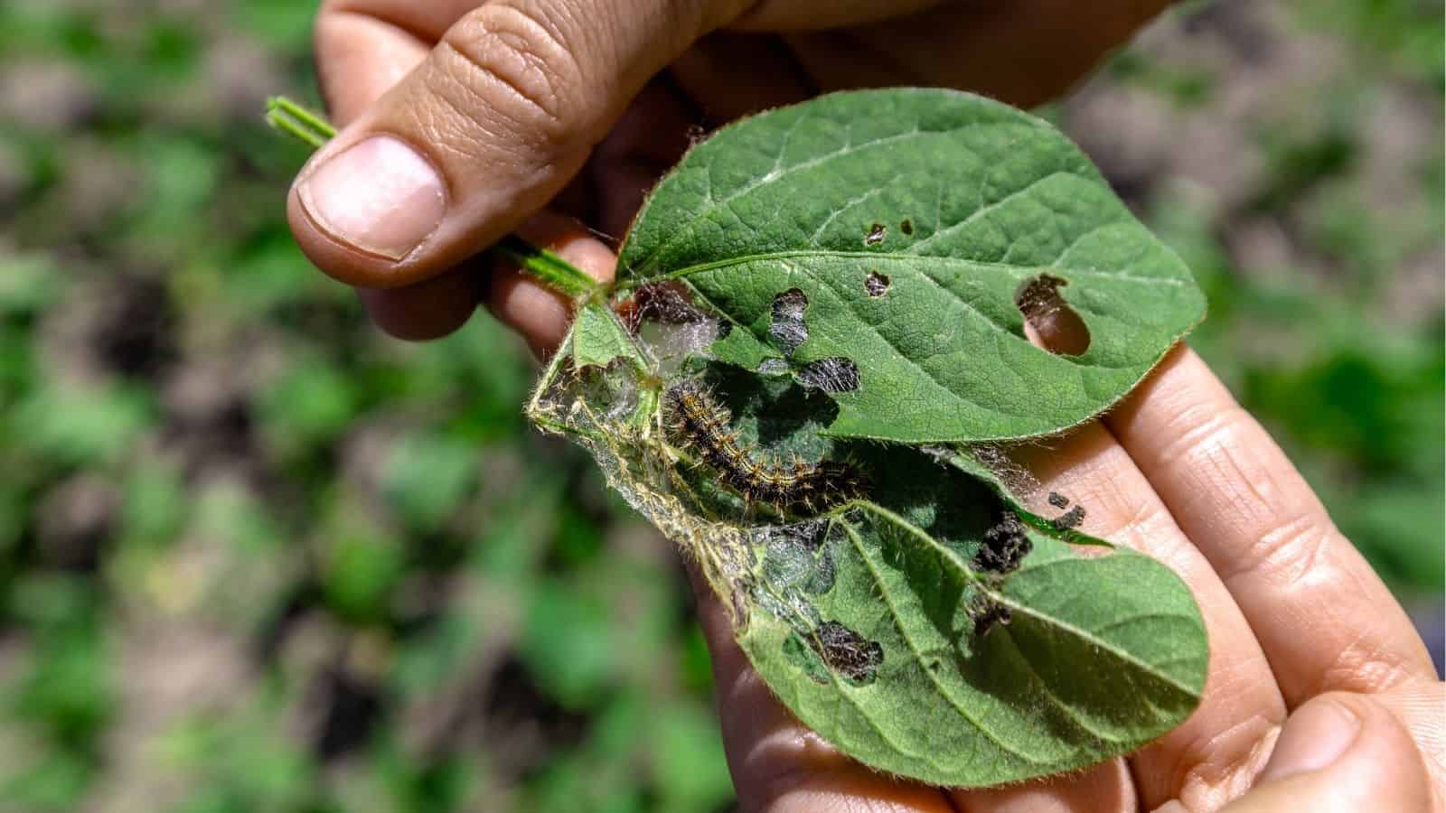 A person holds two green leaves damaged by holes, with a caterpillar and webbing visible on the surface.