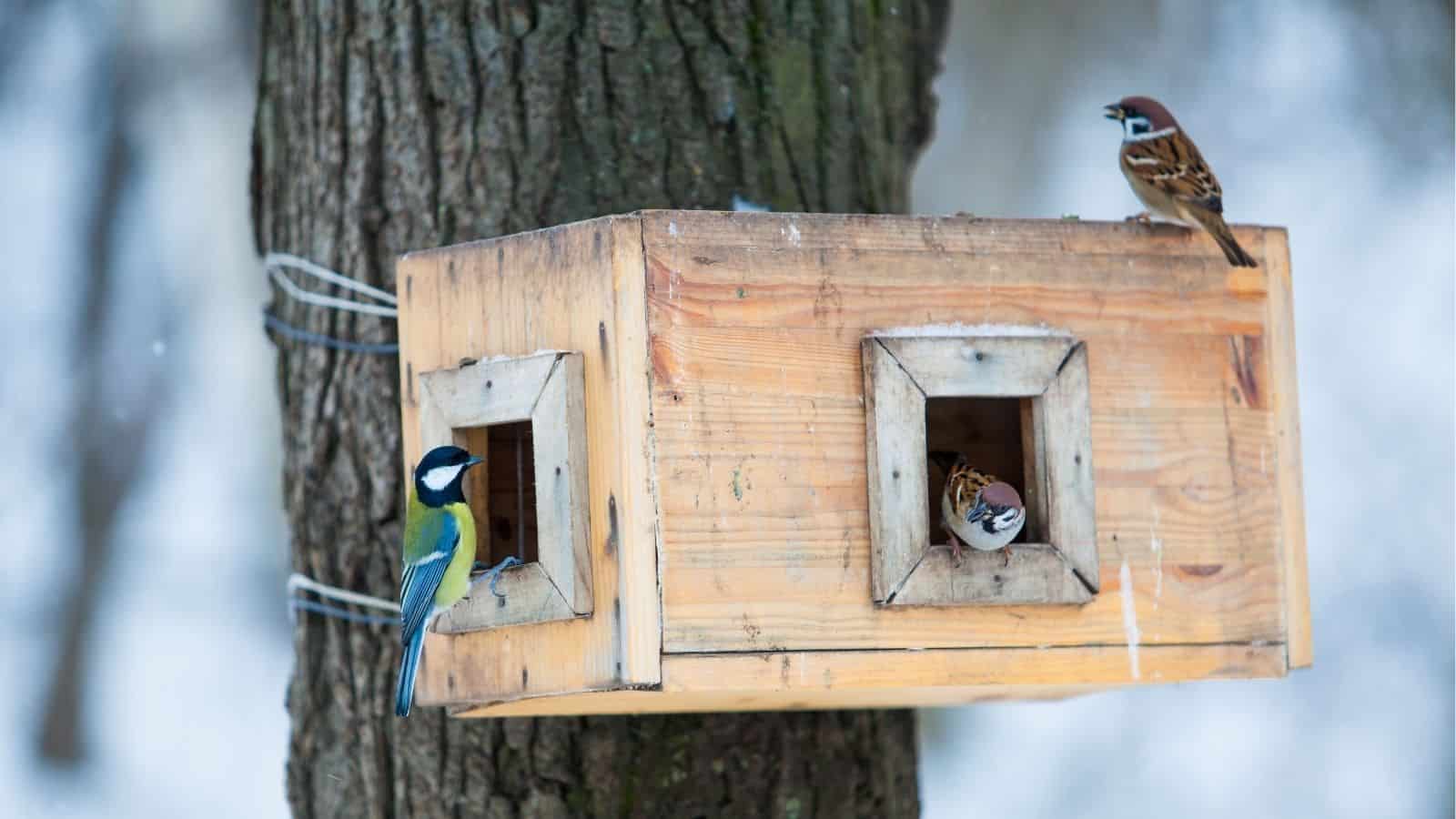 A wooden birdhouse attached to a tree with three birds perched around its openings in a wintery outdoor setting.