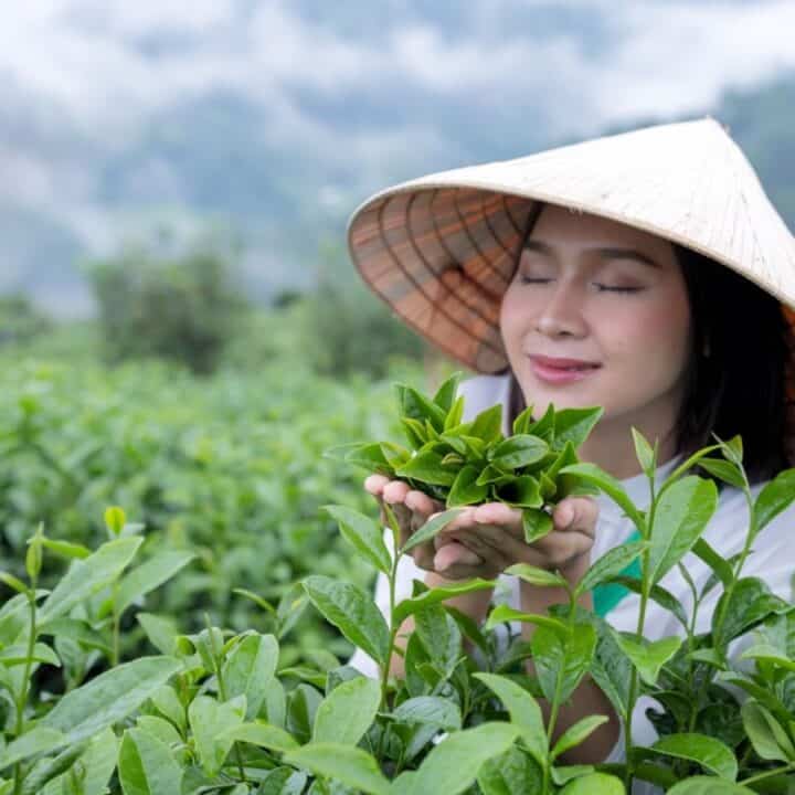 A woman wearing a conical hat holds fresh tea leaves in a green tea plantation, with misty hills in the background.