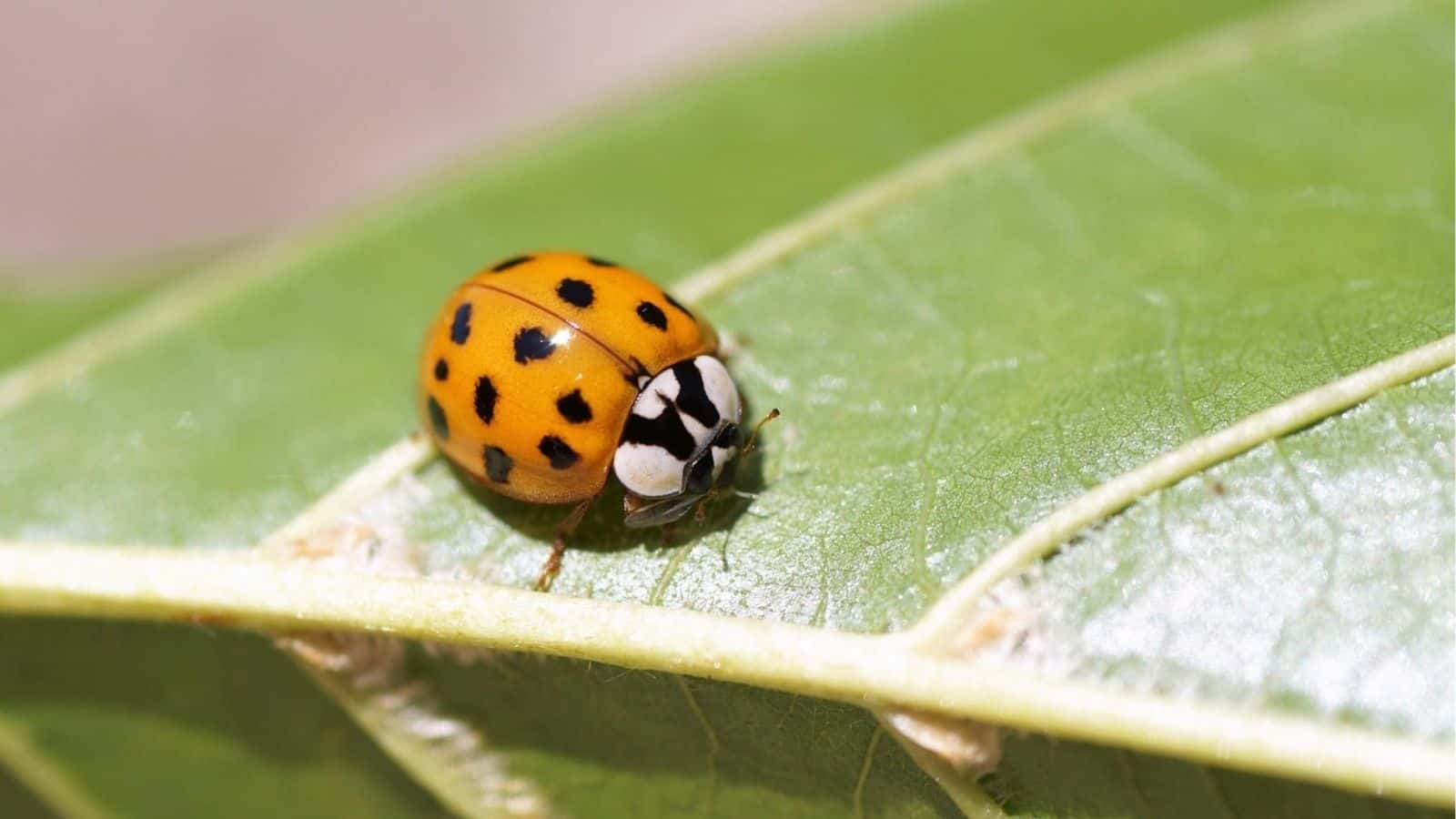 A close-up of an orange ladybug with black spots on a green leaf.