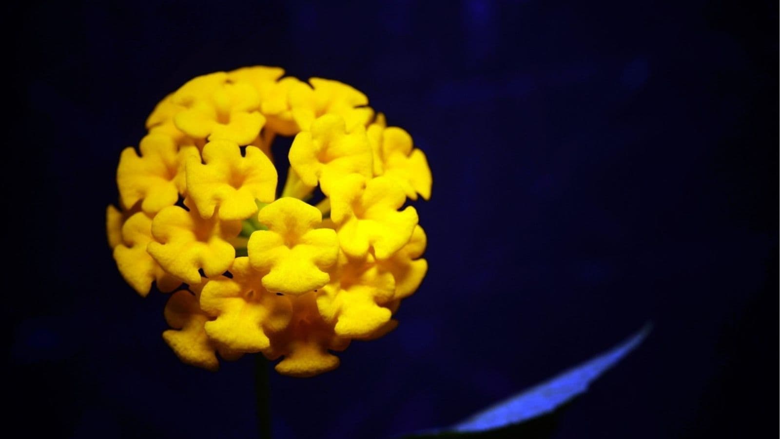 A close-up of a bright yellow flower with clustered petals set against a dark blue background.