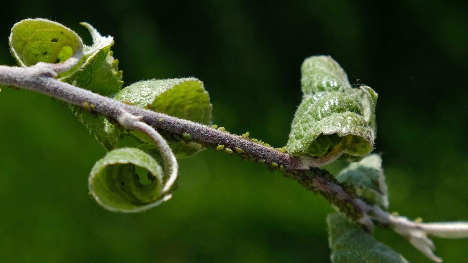 Close-up of a plant stem with curled green leaves and small green aphids clustered along the stem, against a blurred green background.