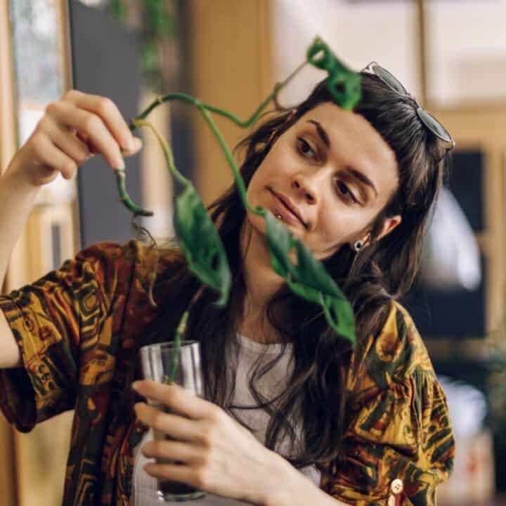 A person examines a wilted houseplant while holding a glass of water in a living room setting.