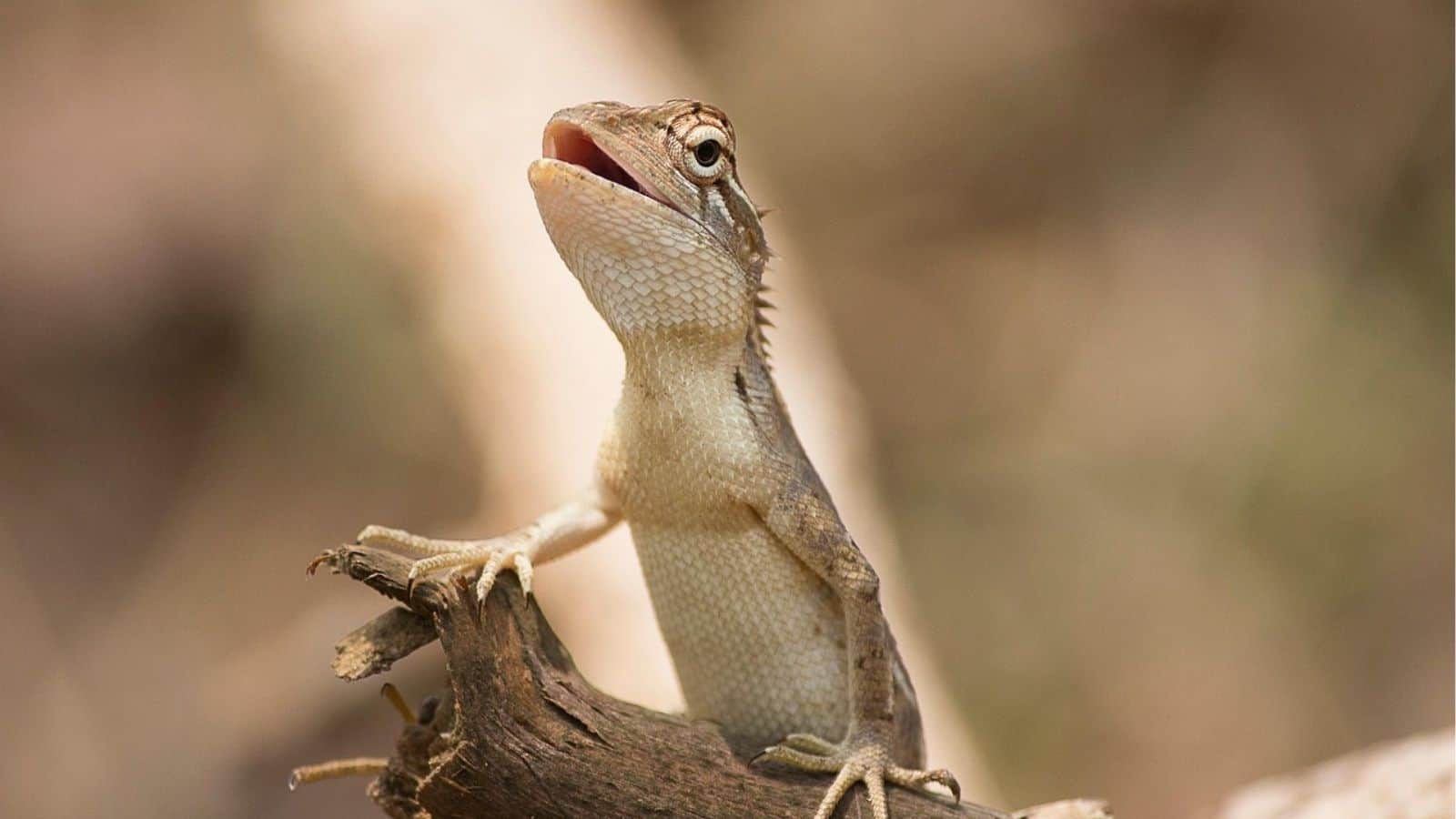 A small lizard with an open mouth perches on a piece of wood, against a blurred brown background.