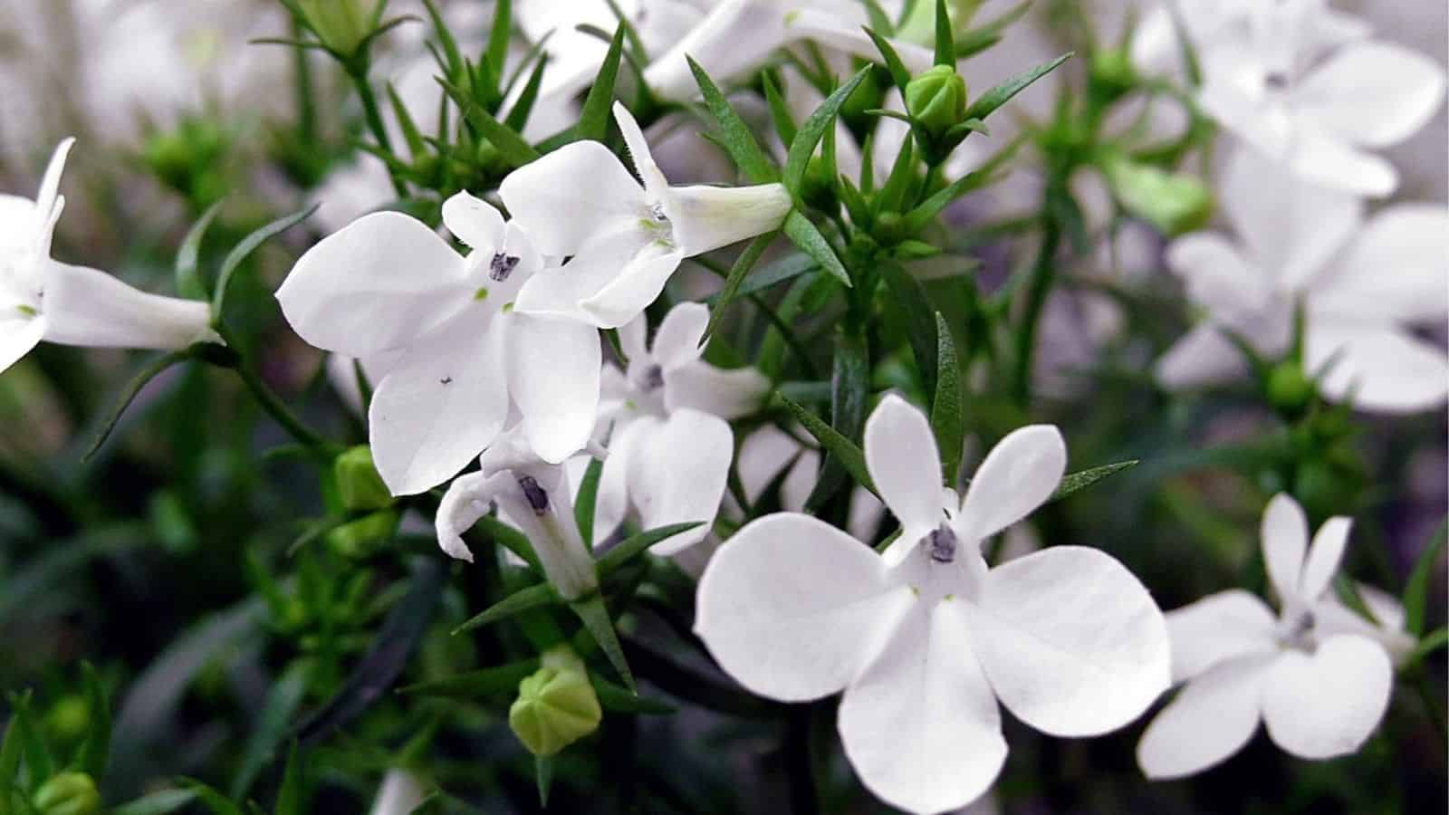 Close-up of several small white flowers with five petals each, surrounded by green leaves and stems.