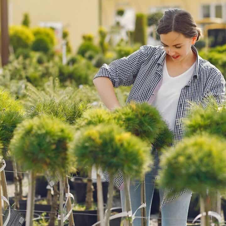 A woman examines potted trees in an outdoor garden center during the daytime.