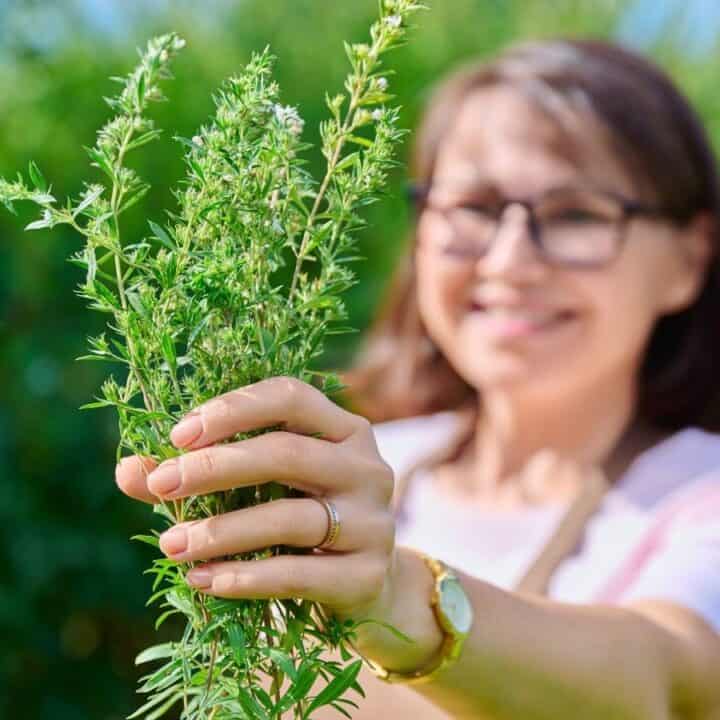 A person wearing glasses and a watch holds a bunch of fresh green herbs outdoors, with greenery blurred in the background.