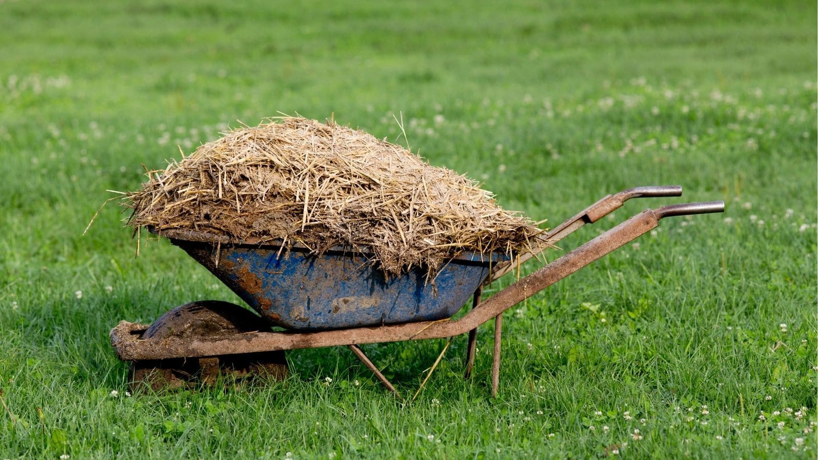 A rusty blue wheelbarrow filled with straw and manure sits on green grass.