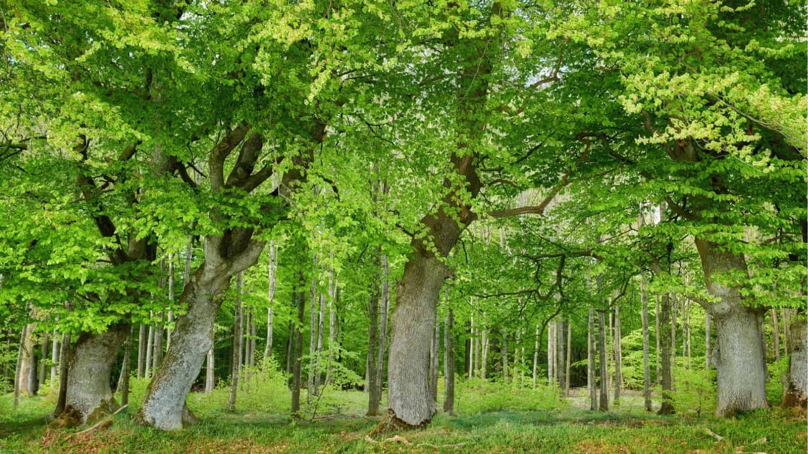 Large beech trees with thick trunks and bright green leaves stand in a forest with more slender trees and dense undergrowth in the background.