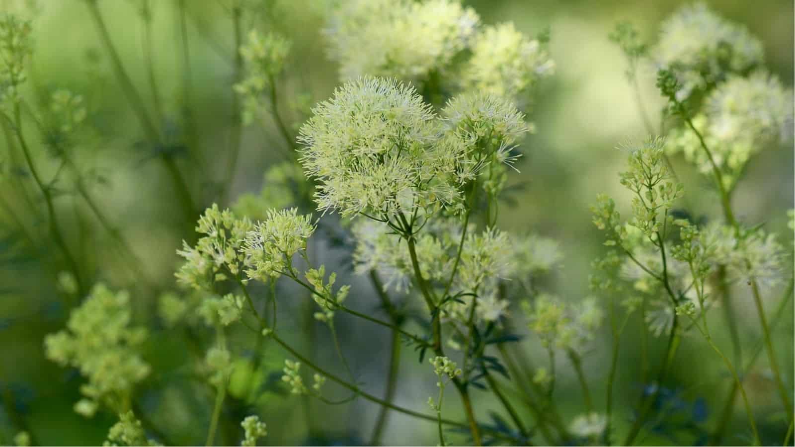 Clusters of delicate, pale greenish-white flowers on thin stems with a blurred green background.