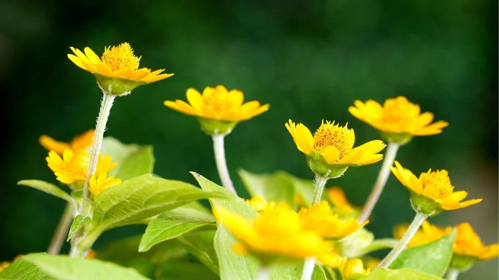 Close-up of several yellow flowers with green stems and leaves, set against a blurred green background.