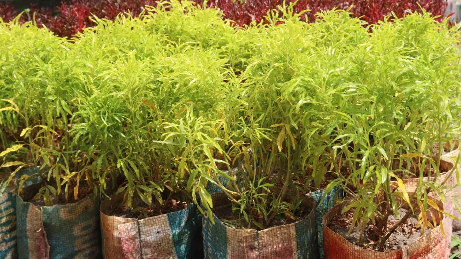 Rows of young green plants growing in soil-filled bags, with reddish plants visible in the background.