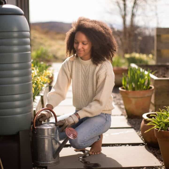 A person fills a metal watering can from a rain barrel in a garden with potted and raised plants on a sunny day.