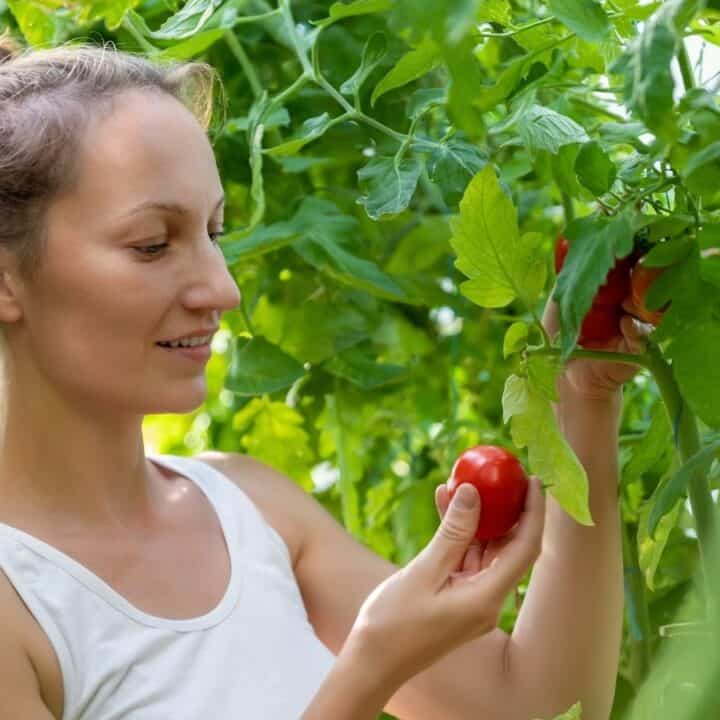 A woman in a white tank top harvests ripe red tomatoes from green plants in a garden or greenhouse.