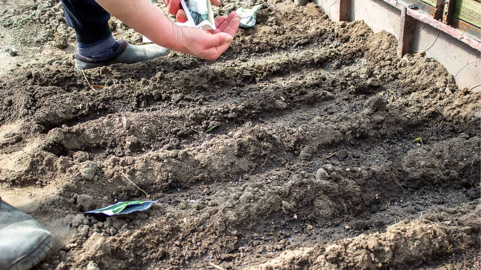 Person planting seeds in prepared rows of soil in a garden bed, with seed packets visible on the ground.
