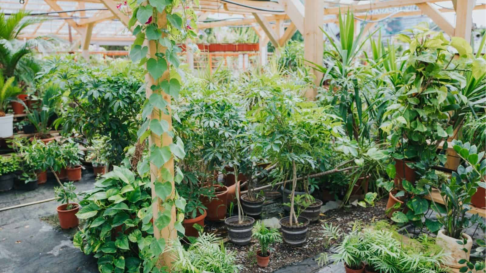A variety of potted green plants and vines are displayed in a greenhouse with wooden beams and natural daylight.