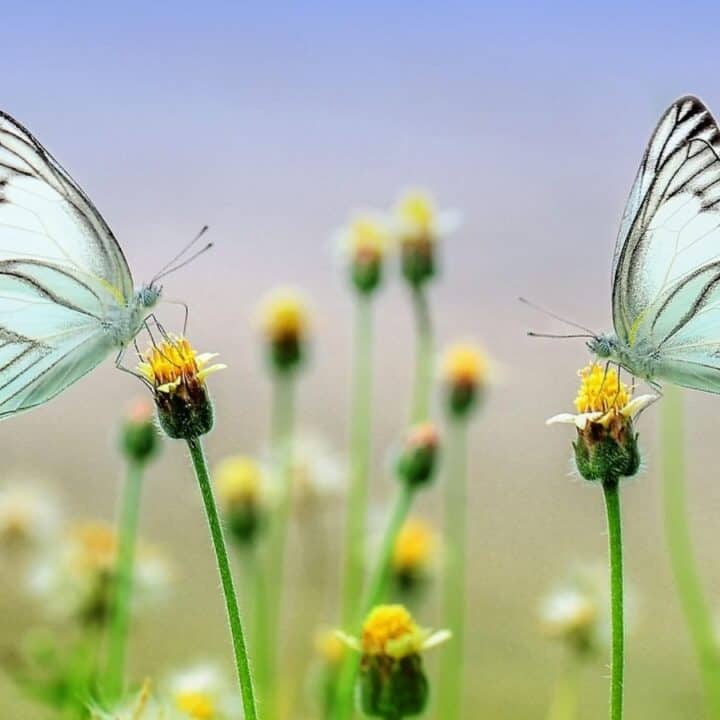 Two white butterflies with black-striped wings are perched on yellow wildflowers in a field, with a blurred background of greenery and sky.