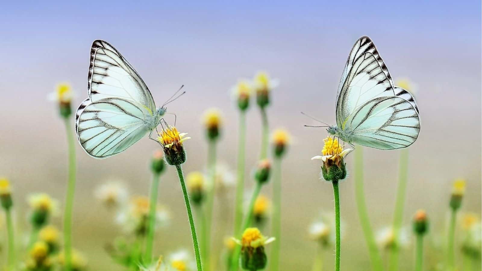 12 Beautiful Insects That Are Great for Your Garden • Schisandra & Bergamot