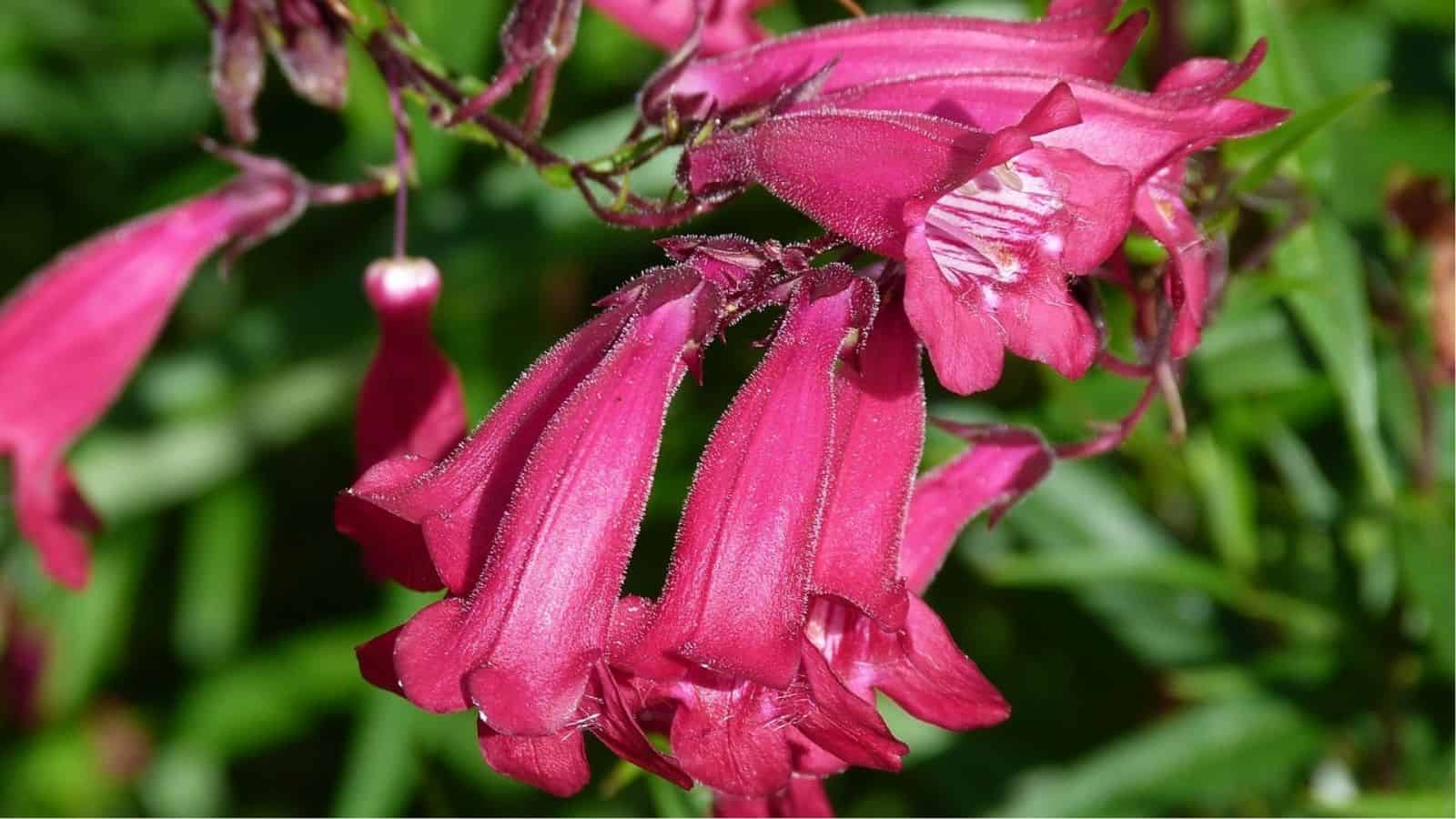 Close-up of several pink tubular flowers with slightly hairy petals, set against a blurred green foliage background.