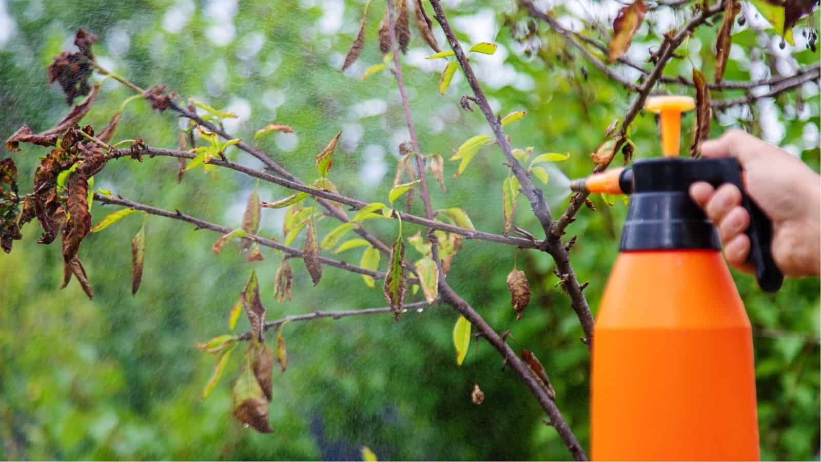 A person sprays liquid onto the branches of a plant with an orange garden sprayer; some leaves appear wilted or damaged.