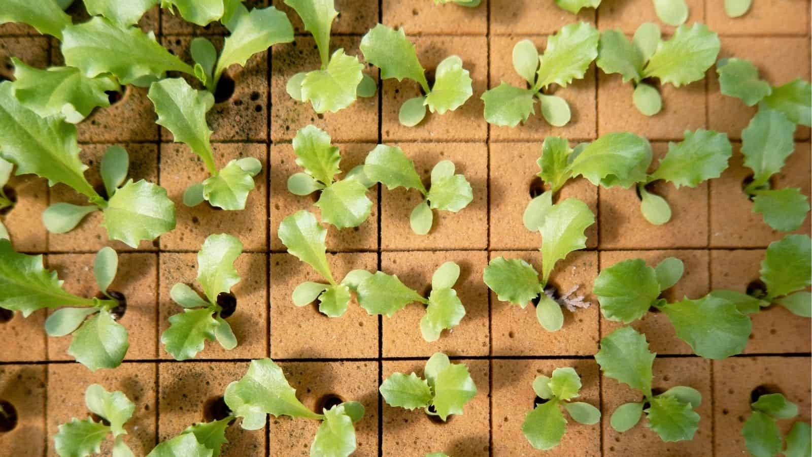 Small green seedlings growing in a grid pattern on a tray with evenly spaced holes in a soil-like substrate, viewed from above.