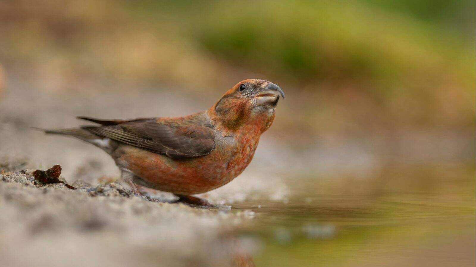 A reddish-brown bird with a curved beak stands at the edge of a water source on a sandy surface, with blurred greenery in the background.