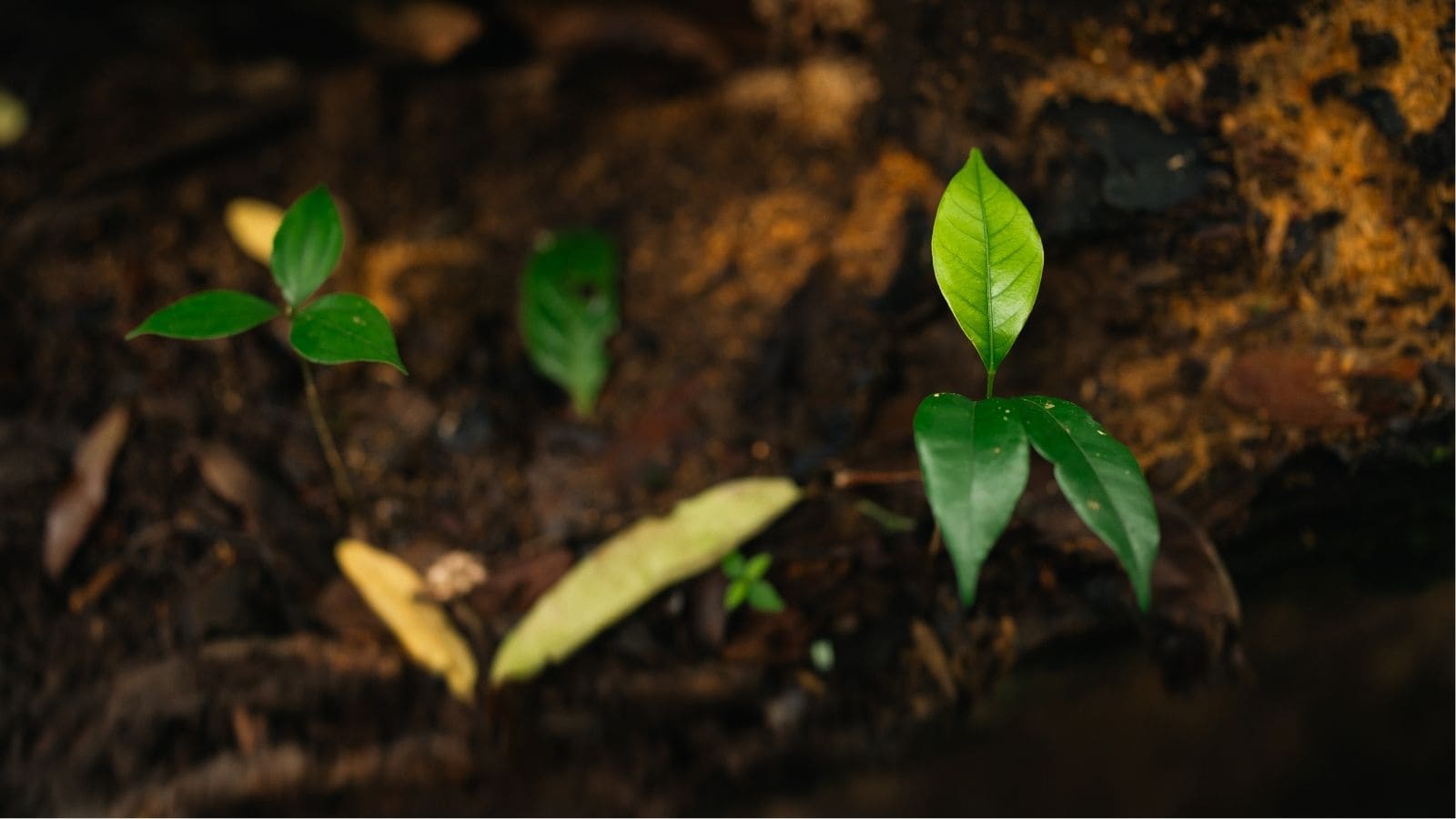 Three small green plants with broad leaves growing from dark, damp soil, surrounded by fallen brown leaves in a natural outdoor setting.