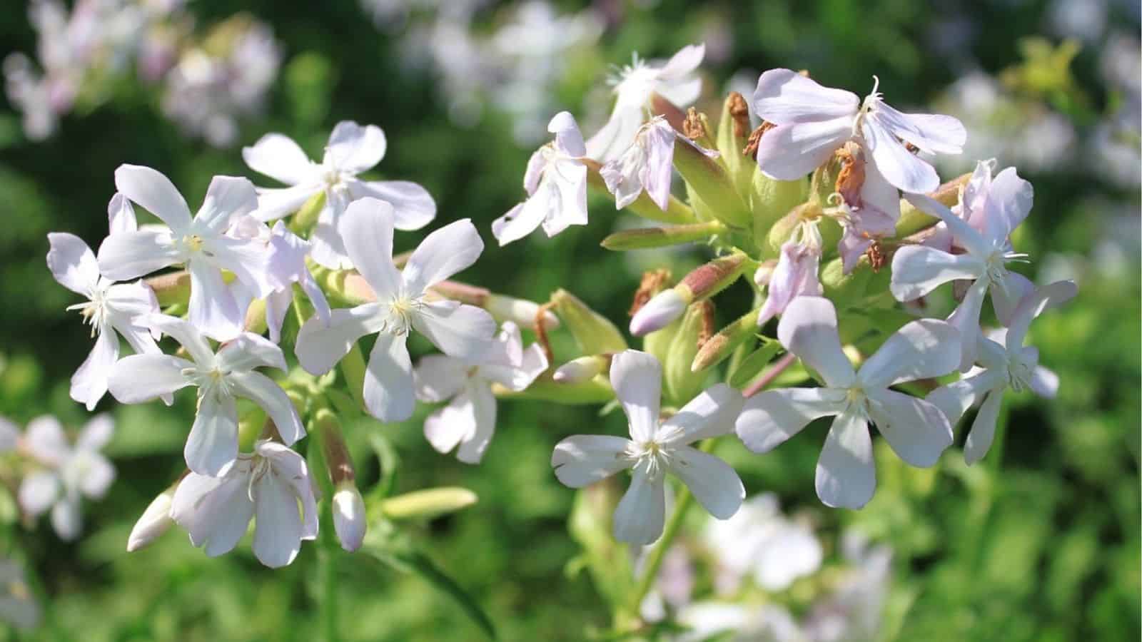 Clusters of small, pale pink-white flowers bloom on green stems with a blurred green background.