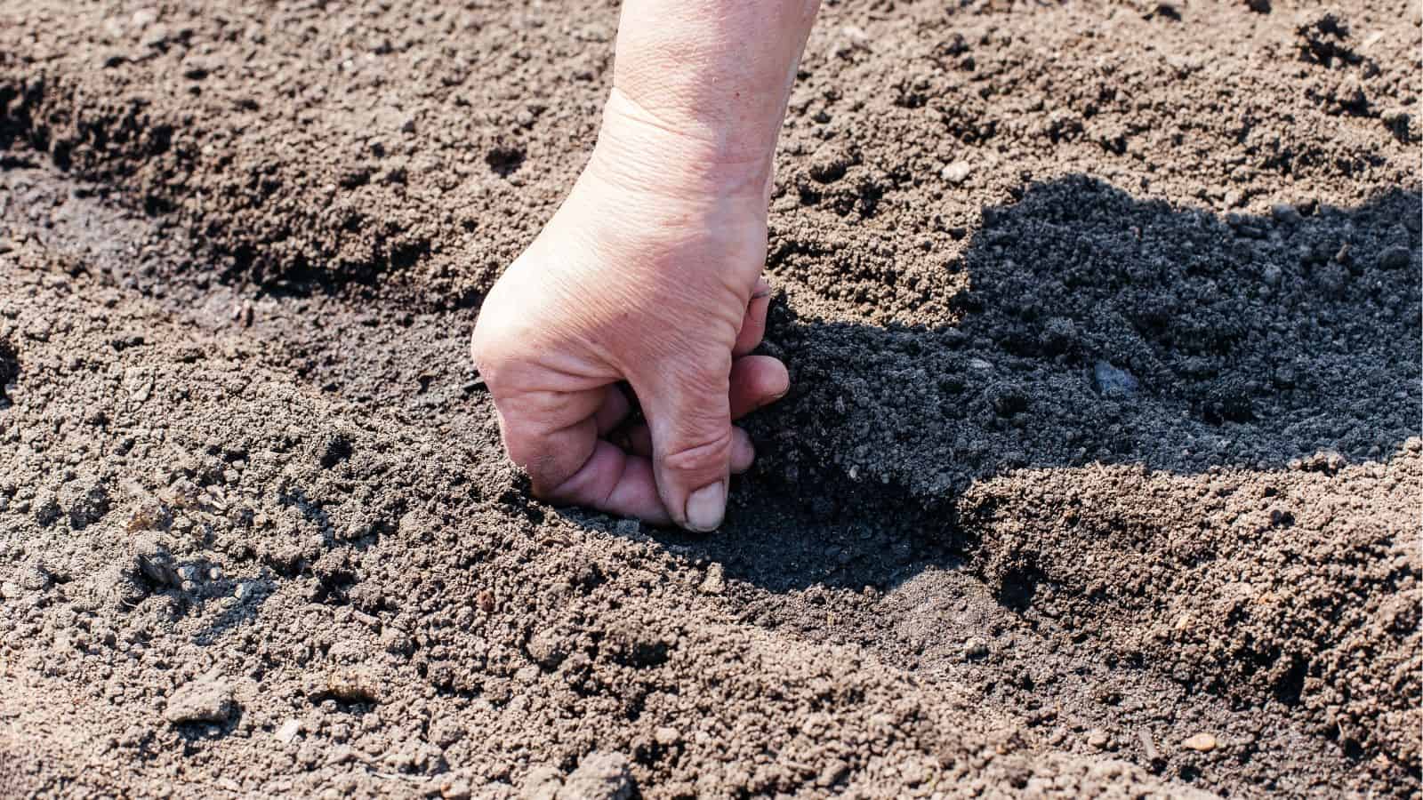 A hand planting a seed in a shallow trench in soil.