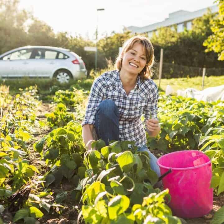 A woman kneels in a vegetable garden holding plants, with a pink bucket beside her and a parked car in the background.