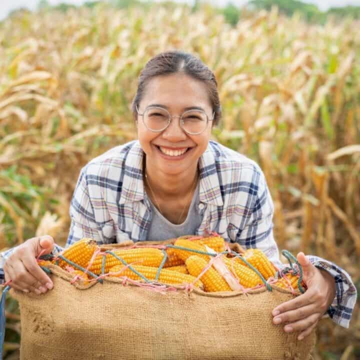 A person wearing glasses and a plaid shirt smiles while holding a large burlap sack filled with harvested corn in a cornfield.