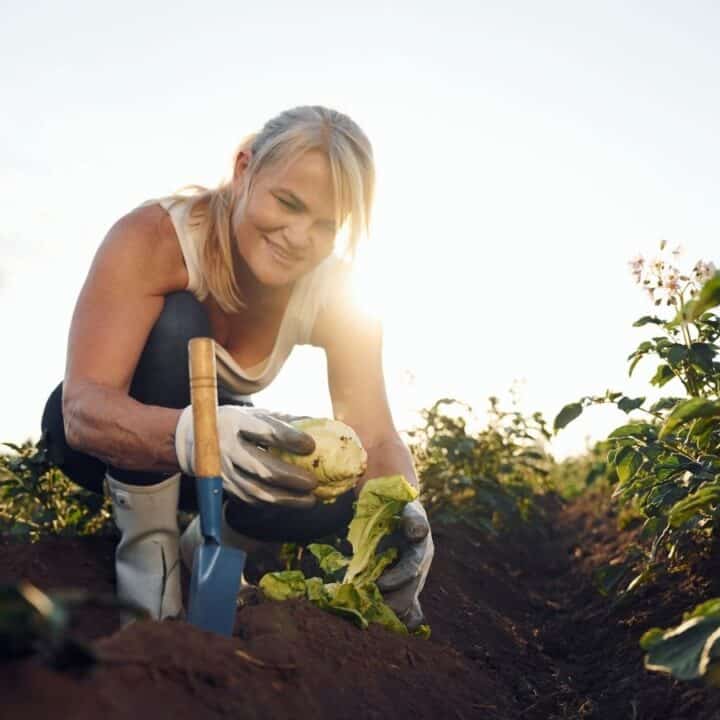 A woman wearing gloves and boots harvests a head of lettuce from a garden bed at sunset, surrounded by green plants.