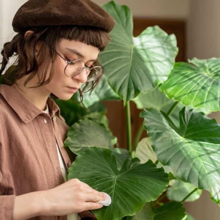 A person wearing glasses and a brown beret is cleaning the leaves of a large indoor plant near a window.