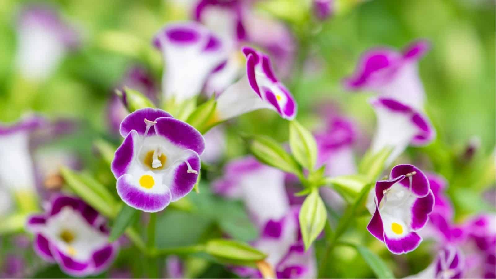 Close-up of several purple and white Torenia flowers with yellow centers, surrounded by green foliage in a garden setting.
