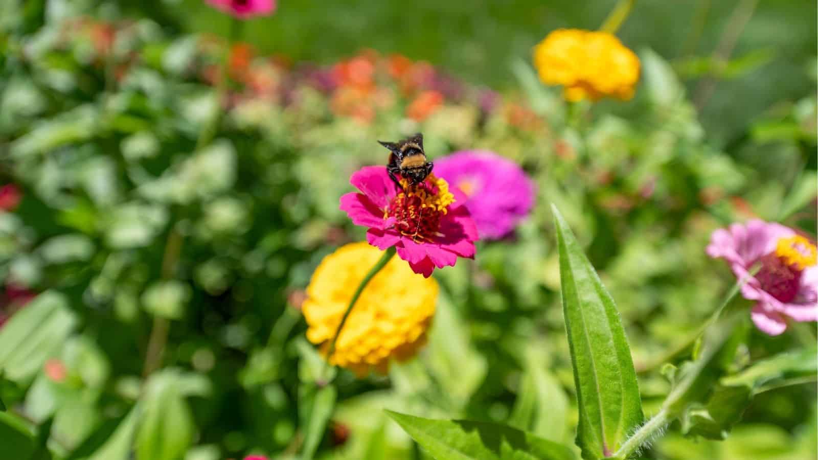 A bumblebee is collecting nectar from a vibrant pink flower, surrounded by green foliage and other colorful flowers in a garden.