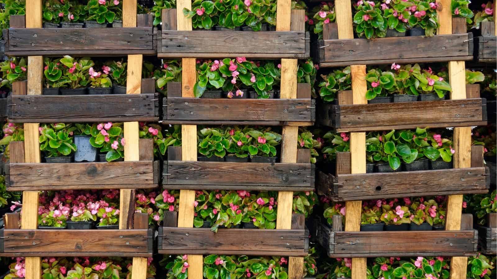 Wooden crates stacked in a grid hold pots of green plants with small pink flowers. The crates are arranged vertically, creating a wall of flowers.