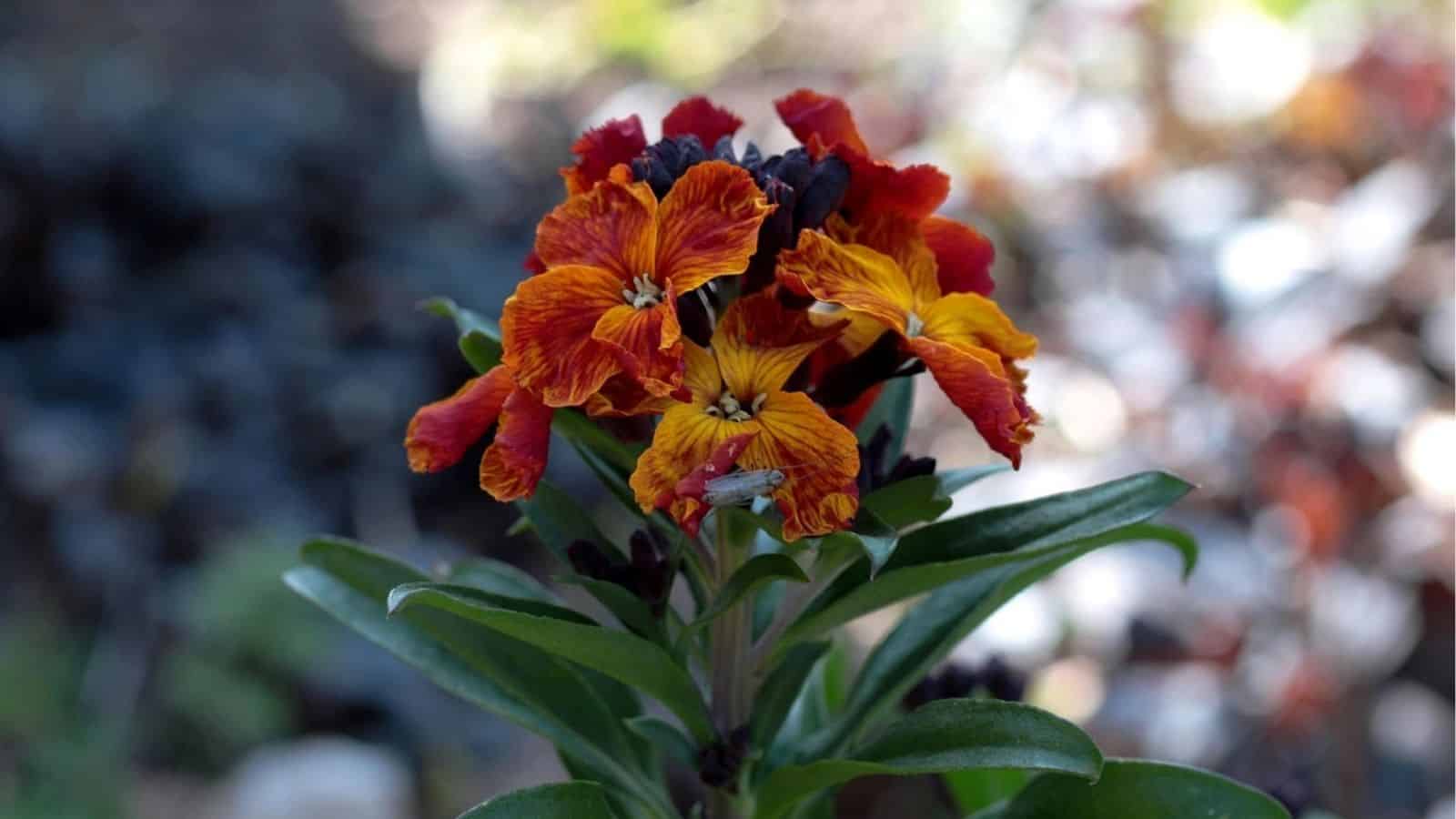 A cluster of orange and dark red wallflowers with green leaves, photographed outdoors with a blurred background.