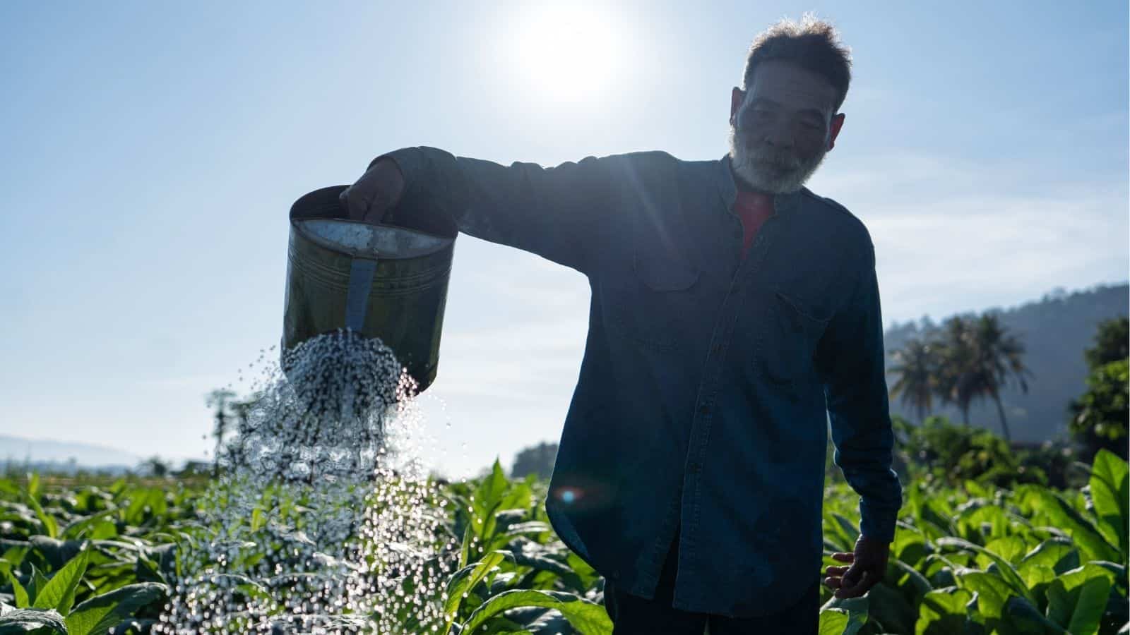 A person in a denim shirt pours fertilizer granules from a bucket onto green crops in a field under a bright sun.
