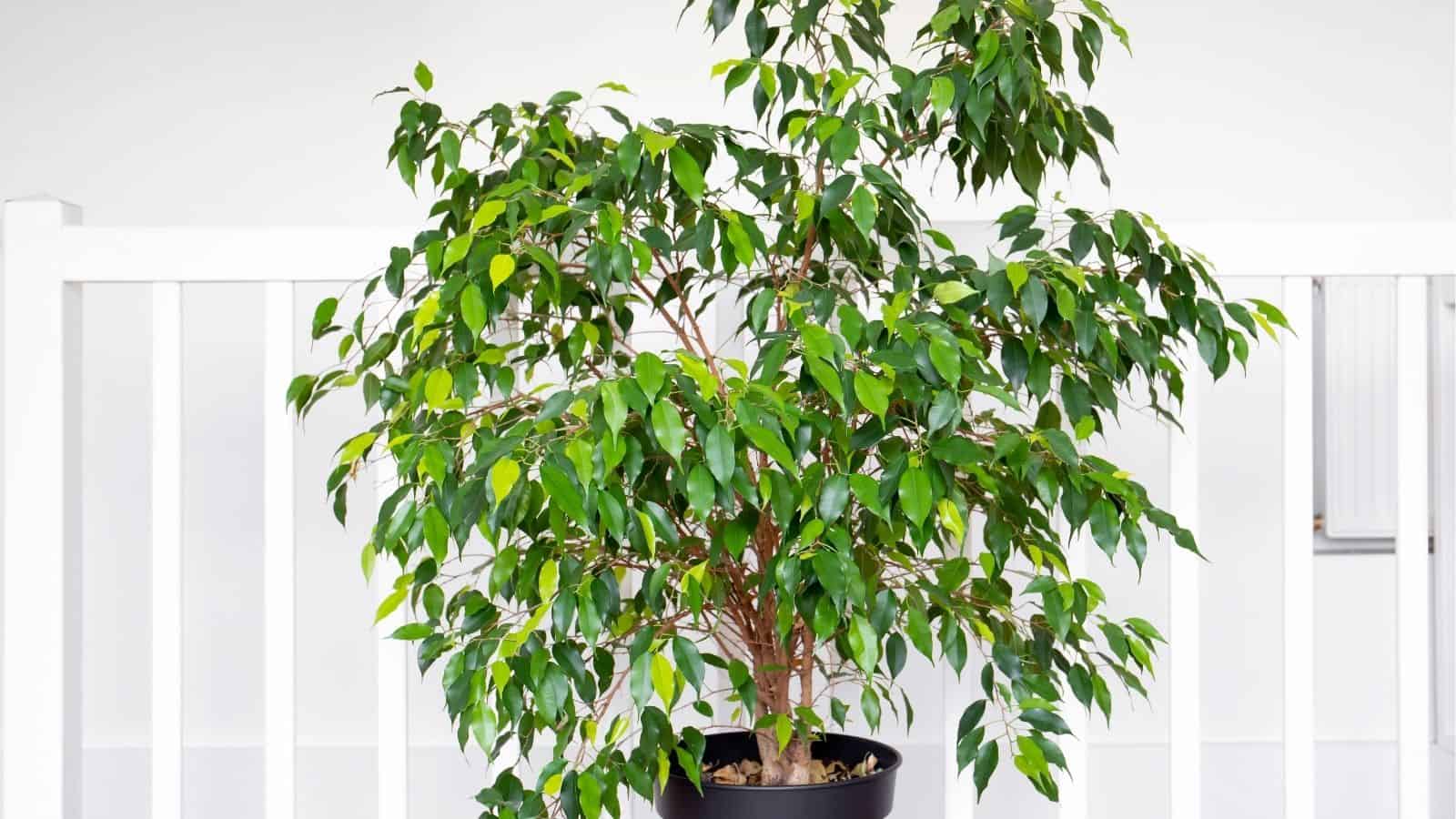A potted indoor Ficus benjamina tree with green leaves is placed in front of a white railing and light background.
