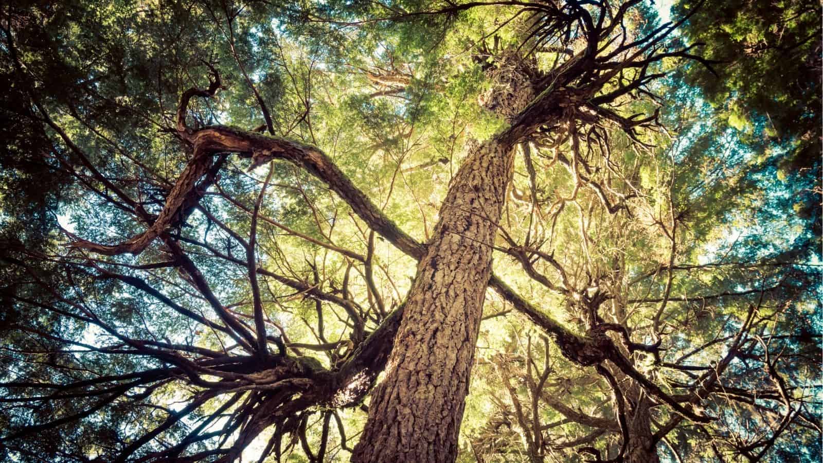 View from the base of a tall tree looking upward, showcasing its trunk and sprawling branches against a bright sky and dense green foliage.