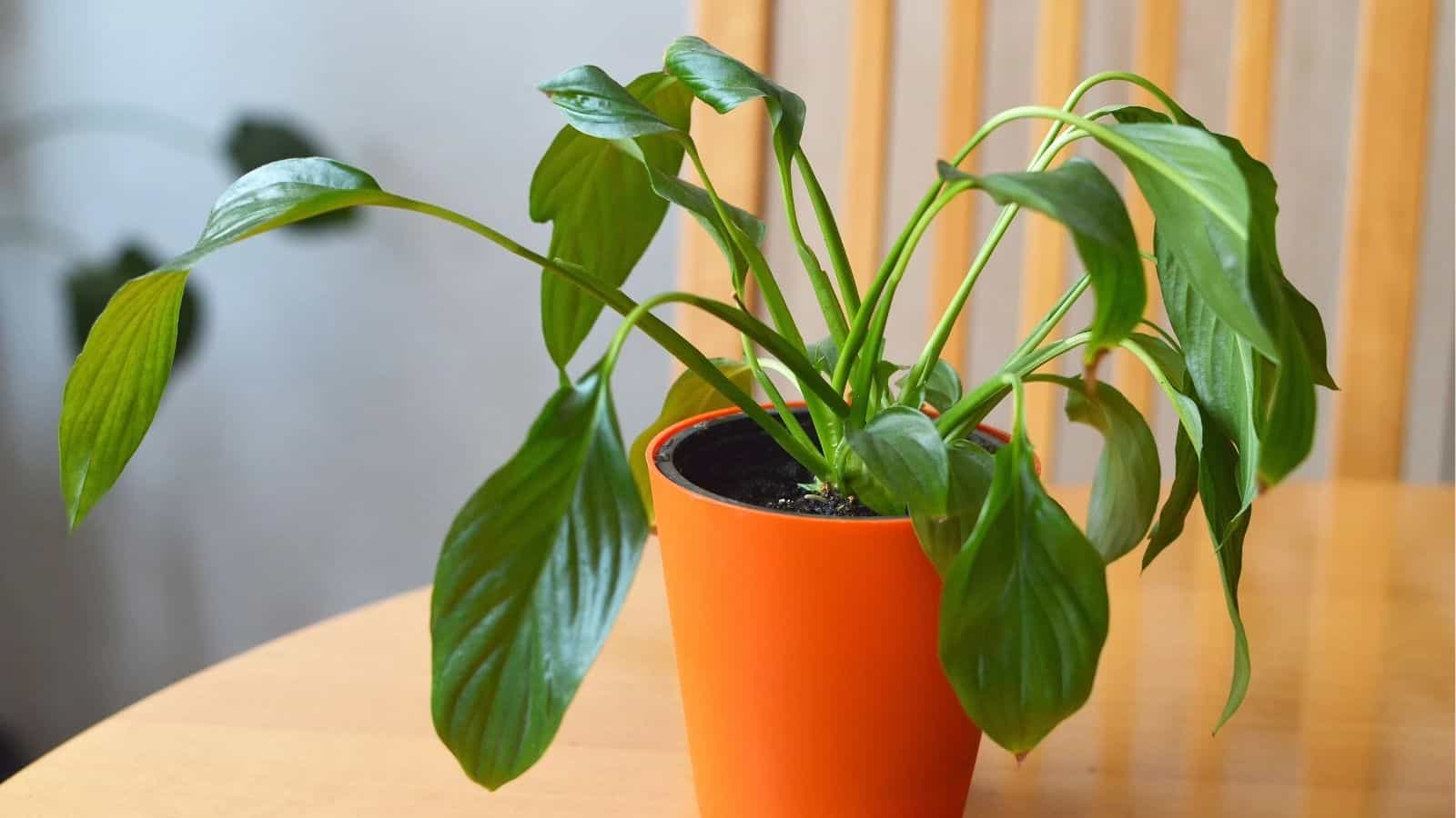 A green leafy plant in an orange pot sits on a wooden table with a chair and another plant blurred in the background.