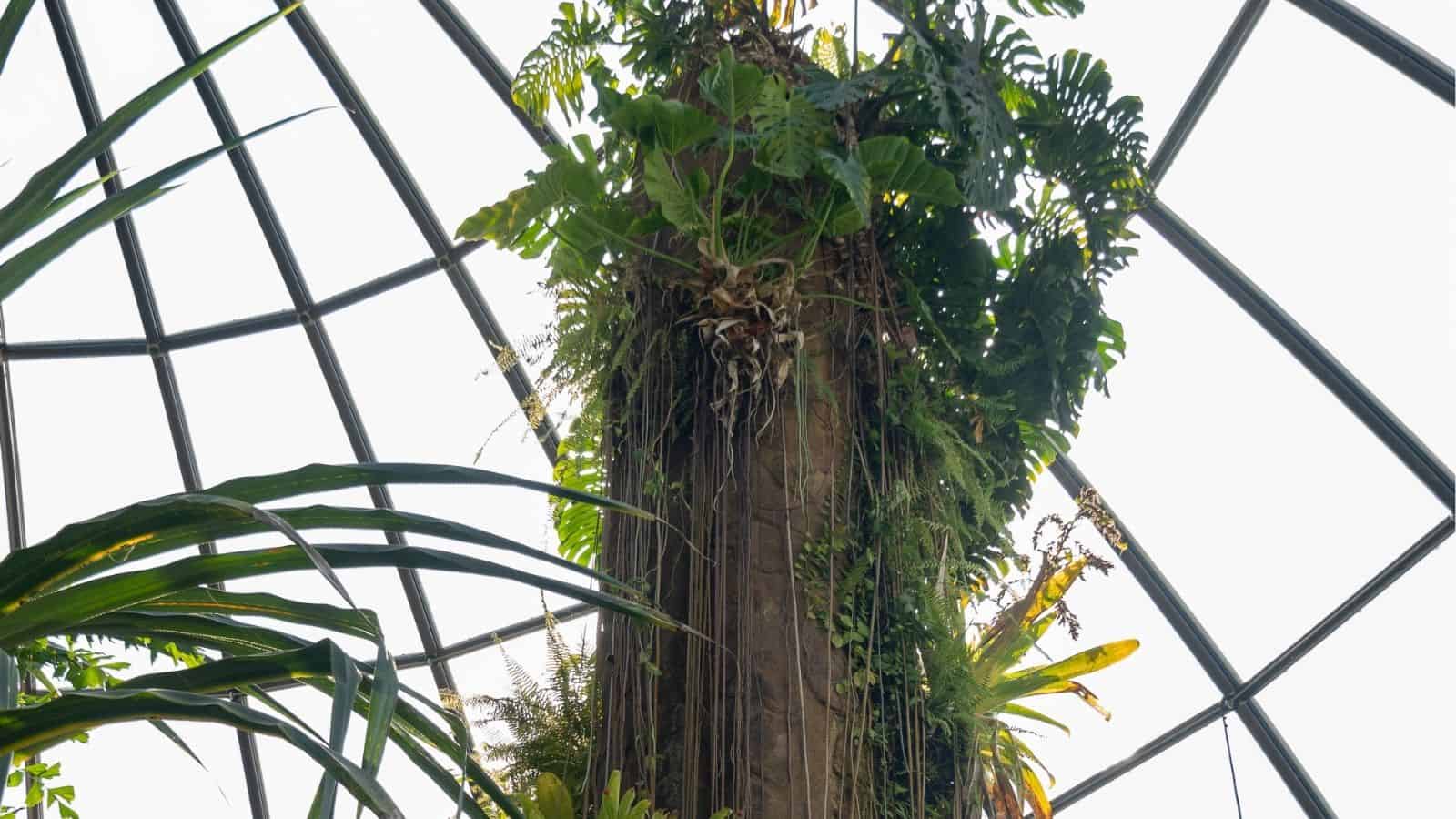 A tall tree trunk covered with various green tropical plants inside a glass-domed greenhouse.