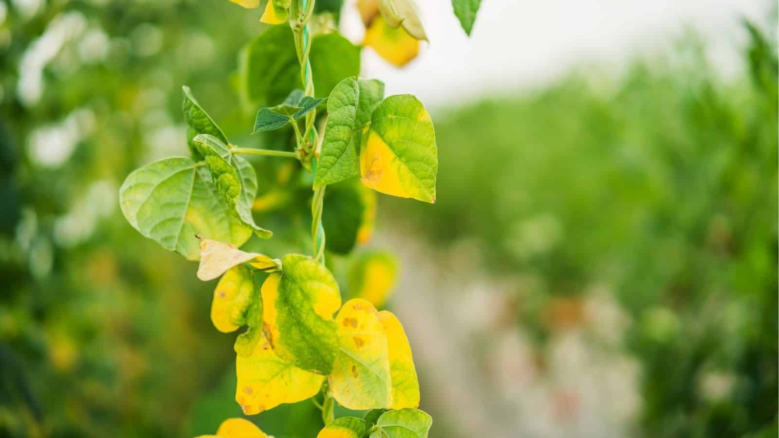 A plant with several leaves showing yellow discoloration and brown spots, likely indicating a nutrient deficiency or disease, with a blurred green background.