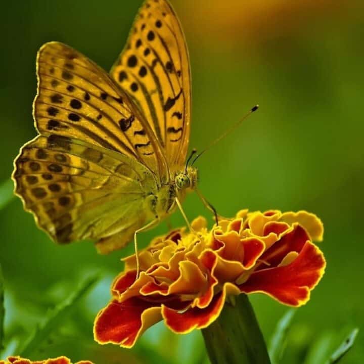 A yellow and black spotted butterfly perched on an orange and yellow marigold flower, with a blurred green background.
