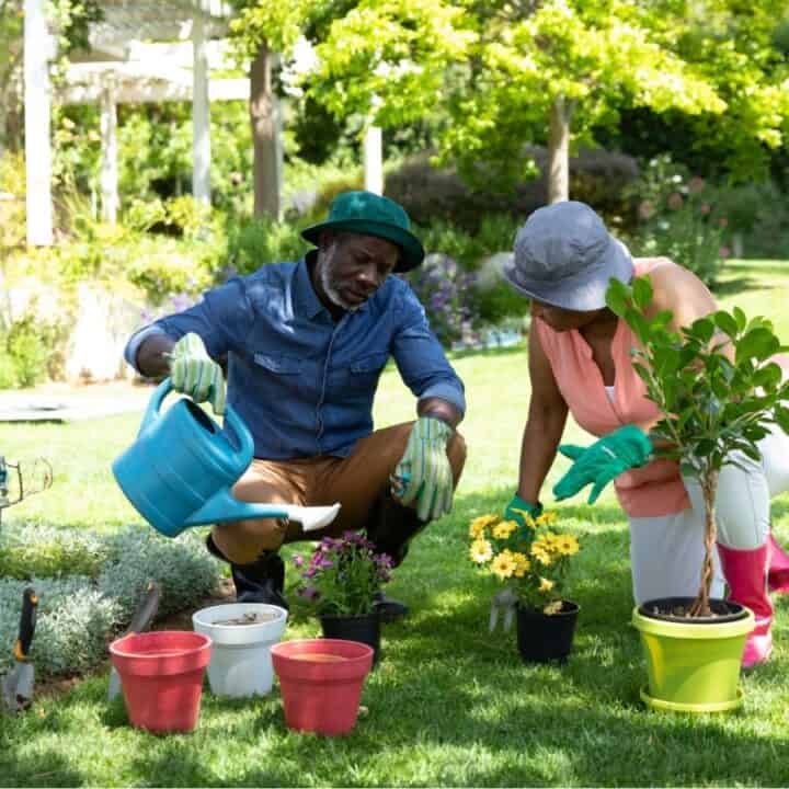 Two people in hats and gloves are gardening, watering plants and arranging potted flowers on a grassy lawn in a backyard.