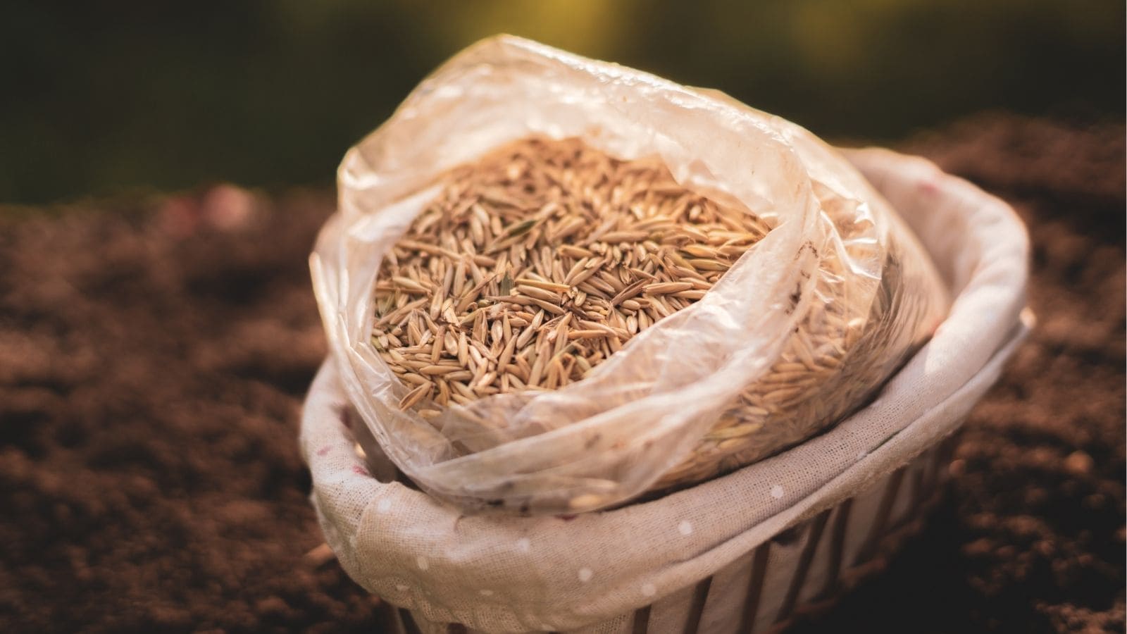 A plastic bag filled with grains or seeds sits in a woven basket lined with fabric, with soil visible in the background.