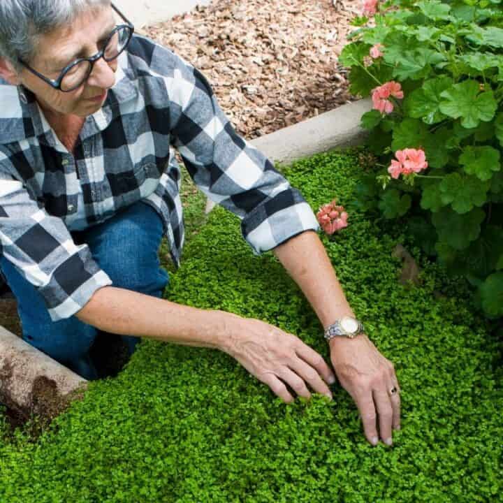 A person wearing glasses and a plaid shirt tends to green plants in a garden bed, with gardening tools and a watering can nearby.