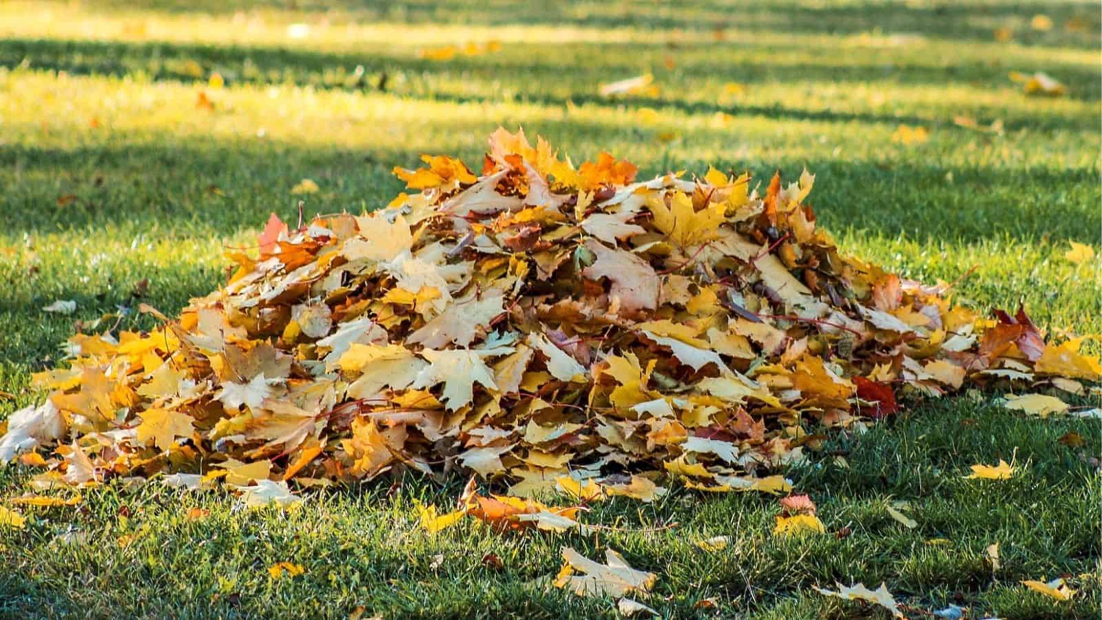 A pile of yellow and brown autumn leaves sits on green grass in a sunlit outdoor area.